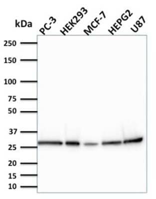 Western Blot: BCL-W/BCL2L2 Antibody (CPTC-BCL2L2-2) [NBP3-07456]