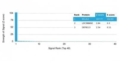 Protein Array: BCL-W/BCL2L2 Antibody (PCRP-BCL2L2-1A4) - Azide and BSA Free [NBP3-14166]