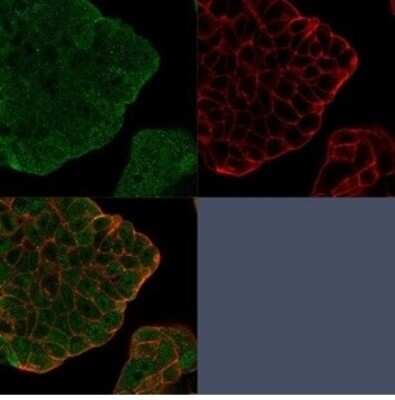 Immunocytochemistry/ Immunofluorescence: BCL-W/BCL2L2 Antibody (PCRP-BCL2L2-1A4) [NBP3-13763]