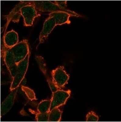 Immunocytochemistry/ Immunofluorescence: BCL-W/BCL2L2 Antibody (PCRP-BCL2L2-1A4) [NBP3-13763]