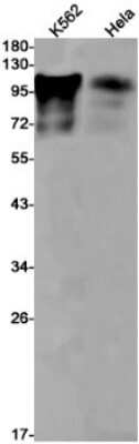 Western Blot: BCL11B Antibody (S08-5K7) [NBP3-14912]