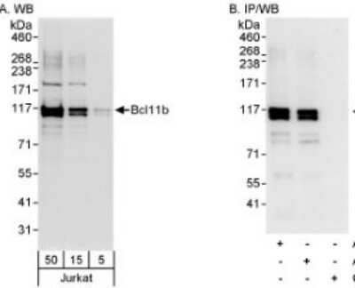 Western Blot: BCL11B Antibody [NB600-262]