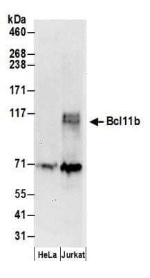 Western Blot: BCL11B Antibody [NB600-263]