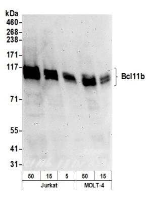 Western Blot: BCL11B Antibody [NB600-264]