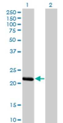 Western Blot: BCL2L10 Antibody (1B11) [H00010017-M03]