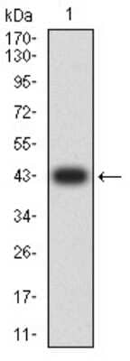 Western Blot: BCL2L10 Antibody (8A11G12)BSA Free [NBP2-61704]