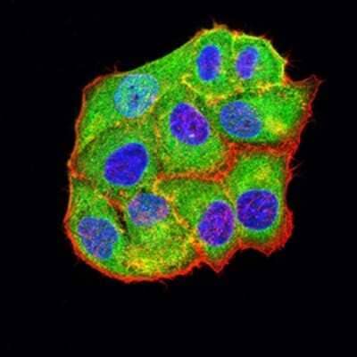 Immunocytochemistry/ Immunofluorescence: BCL2L10 Antibody (8A2F9) - BSA Free [NBP2-61703]