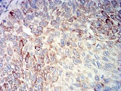 Immunohistochemistry: BCL2L10 Antibody (8A2F9) - BSA Free [NBP2-61703]