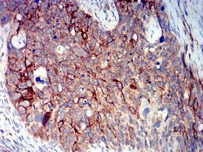 Immunohistochemistry: BCL2L10 Antibody (8A2F9) - BSA Free [NBP2-61703]