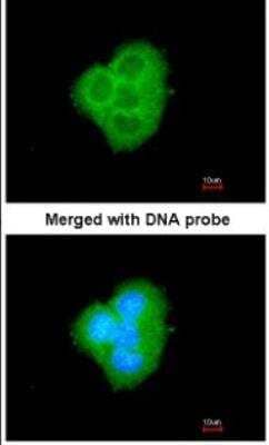 Immunocytochemistry/ Immunofluorescence: BCL2L10 Antibody [NBP1-31681]