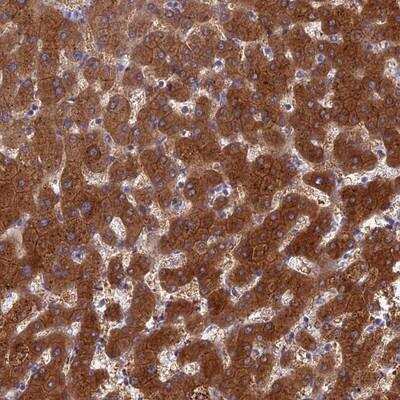 Immunohistochemistry: BCL2L10 Antibody [NBP1-88681]