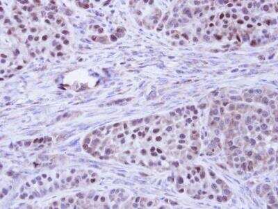 Immunohistochemistry-Paraffin: BCL2L10 Antibody [NBP1-31681]