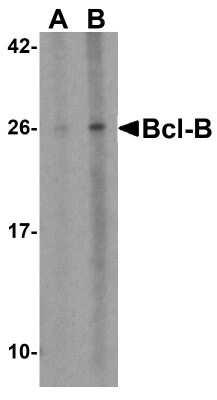 Western Blot: BCL2L10 AntibodyBSA Free [NBP1-77224]