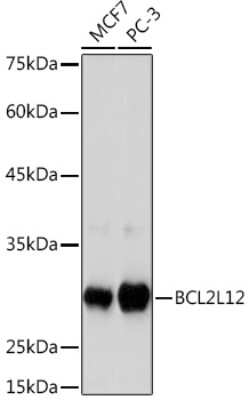 Western Blot: BCL2L12 Antibody (4Z2Z8) [NBP3-15930]