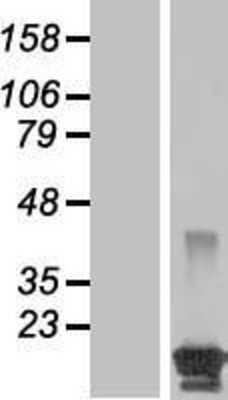 Western Blot: BCL2L15 Overexpression Lysate [NBP2-08772]