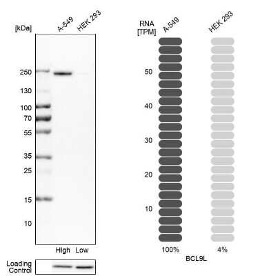 Western Blot: BCL9-2 Antibody [NBP2-14350]