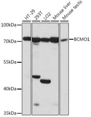 Western Blot: BCMO1 AntibodyAzide and BSA Free [NBP2-92267]