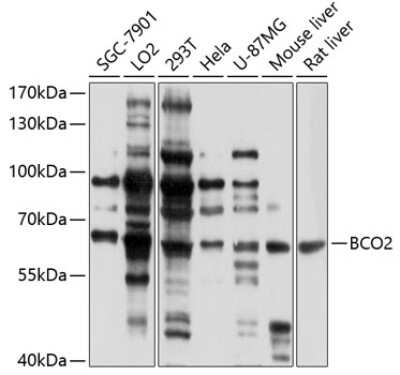 Western Blot: BCO2 AntibodyBSA Free [NBP2-92452]