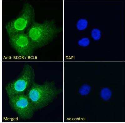 Immunofluorescence: BCOR Antibody [NB100-1280]