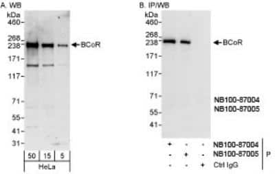 Western Blot: BCOR Antibody [NB100-87005]