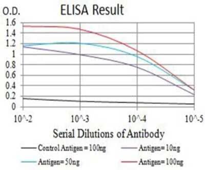 ELISA: BCR Antibody (1E11G12) - BSA Free [NBP2-61707]