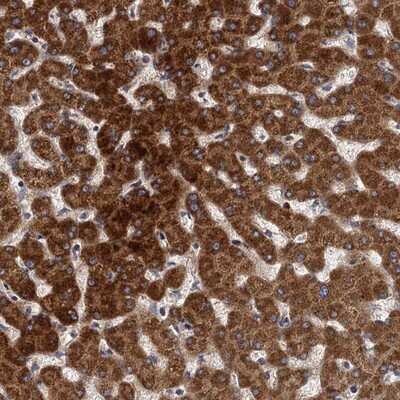 Immunohistochemistry-Paraffin: BCS1L Antibody [NBP1-88677]