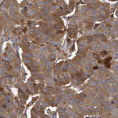 Immunohistochemistry-Paraffin: BCS1L Antibody [NBP1-88678]
