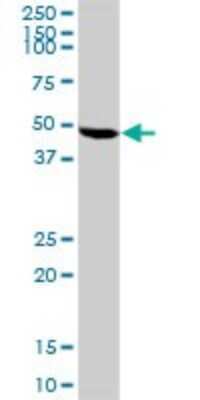 Western Blot: BCS1L Antibody [H00000617-D01P]