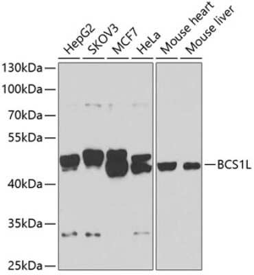 Western Blot: BCS1L AntibodyBSA Free [NBP2-92916]