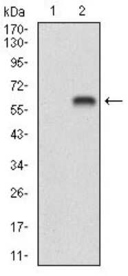 Western Blot: BDNF Antibody (3D9C5)BSA Free [NBP2-37276]