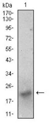 Western Blot: BDNF Antibody (3D9C5)BSA Free [NBP2-37276]