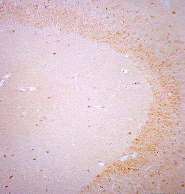 Immunohistochemistry-Paraffin: BDNF Antibody [NB100-98682]