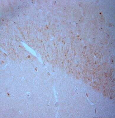 Immunohistochemistry-Paraffin: BDNF Antibody [NB100-98682]