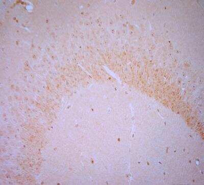 Immunohistochemistry-Paraffin: BDNF Antibody [NB100-98682]