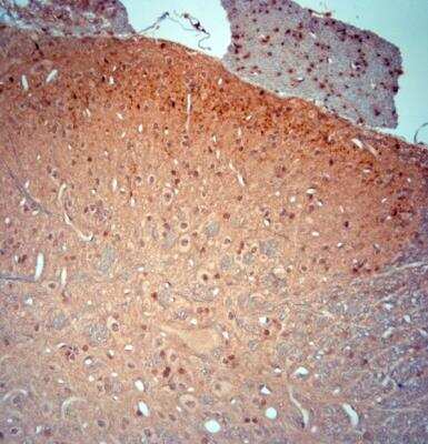 Immunohistochemistry-Paraffin: BDNF Antibody [NBP1-46750]