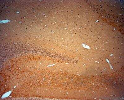 Immunohistochemistry-Paraffin: BDNF Antibody [NBP1-46750]