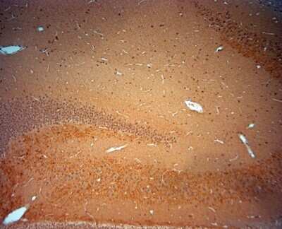 Immunohistochemistry-Paraffin: BDNF Antibody [NBP1-46750]