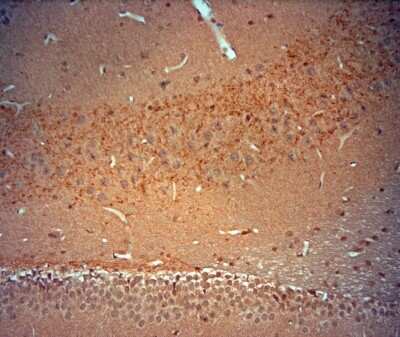 Immunohistochemistry-Paraffin: BDNF Antibody [NBP1-46750]