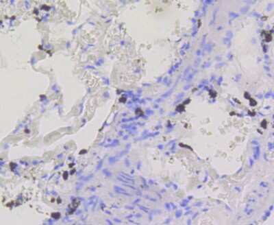 Immunohistochemistry-Paraffin: BDNF Antibody (SJ12-09) [NBP2-67410]