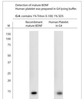 Western Blot: BDNF Antibody [NB100-98682]