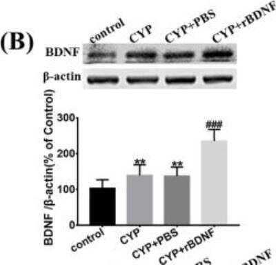 Western Blot: BDNF Antibody [NB100-98682]