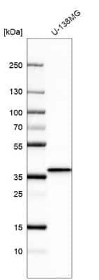 Western Blot: BDNF Antibody [NBP2-55052]