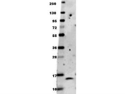 Western Blot: BDNF Antibody [NBP3-00529]