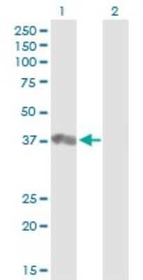 Western Blot: BDP1 Antibody [H00026469-B01P]