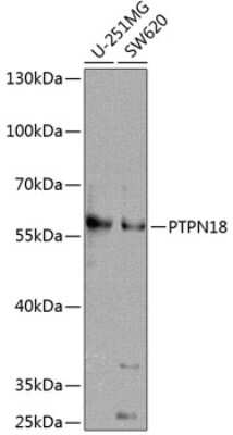 Western Blot: BDP1 AntibodyBSA Free [NBP2-92549]