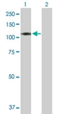 Western Blot: BEND2 Antibody [H00139105-B01P]