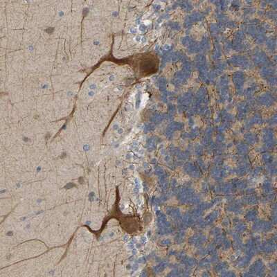 Immunohistochemistry-Paraffin: BEND3 Antibody [NBP1-93585]