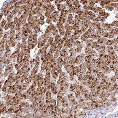 Immunohistochemistry-Paraffin: BEND7 Antibody [NBP1-89913]