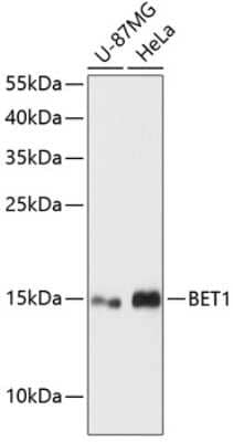 Western Blot: BET1 AntibodyAzide and BSA Free [NBP2-92710]