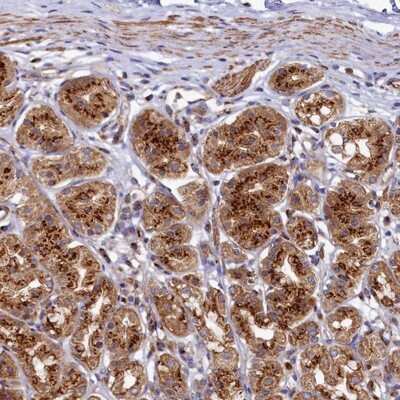 Immunohistochemistry-Paraffin: BET1L Antibody [NBP1-93714]